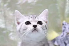 スコティッシュストレート【愛知県・女の子・2020年4月1日・シルバーマッカレルタビー】の写真2「5/15 撮影」