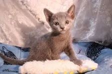 ロシアンブルー【愛知県・女の子・2020年3月4日・ブルー】の写真2「4/16撮影」