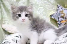 ノルウェージャンフォレストキャット【愛知県・男の子・2021年7月20日・ブルータビー&ホワイト】の写真3「9/1撮影」