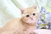 スコティッシュフォールド(立ち耳)【愛知県・男の子・2023年3月14日・レッドタビー】の写真3「4/26撮影」