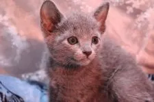 ロシアンブルー【愛知県・男の子・2020年3月4日・ブルー】の写真3「4/16撮影」