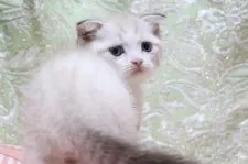 スコティッシュフォールド(折れ耳)【愛知県・男の子・2022年4月5日・シールリンクスポイント&ホワイト】の写真3「5/22撮影」