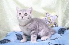 スコティッシュフォールド(立ち耳)【愛知県・女の子・2020年9月30日・ブルータビー】の写真4「12/8」