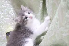 ノルウェージャンフォレストキャット【愛知県・男の子・2021年7月20日・ブルータビー&ホワイト】の写真4「9/1撮影」