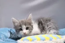 ノルウェージャンフォレストキャット【愛知県・男の子・2020年3月11日・ブルータビー&ホワイト】の写真4「4/25 撮影」