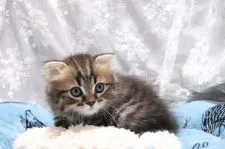 スコティッシュフォールド(折れ耳)【愛知県・男の子・2020年3月4日・ブラウンタビー】の写真5「4/25 撮影」