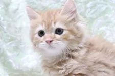 スコティッシュフォールド(立ち耳)【愛知県・男の子・2021年7月15日・レッドタビー】の写真5「9/7撮影」