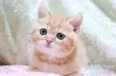 スコティッシュフォールド(立ち耳)【愛知県・男の子・2023年3月14日・レッドタビー】の写真5「4/26撮影」