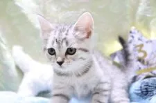 スコティッシュストレート【愛知県・女の子・2020年4月1日・シルバーマッカレルタビー】の写真5「5/15 撮影」