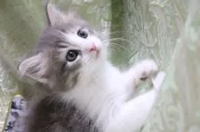 ノルウェージャンフォレストキャット【愛知県・男の子・2021年7月20日・ブルータビー&ホワイト】の写真5「9/1撮影」