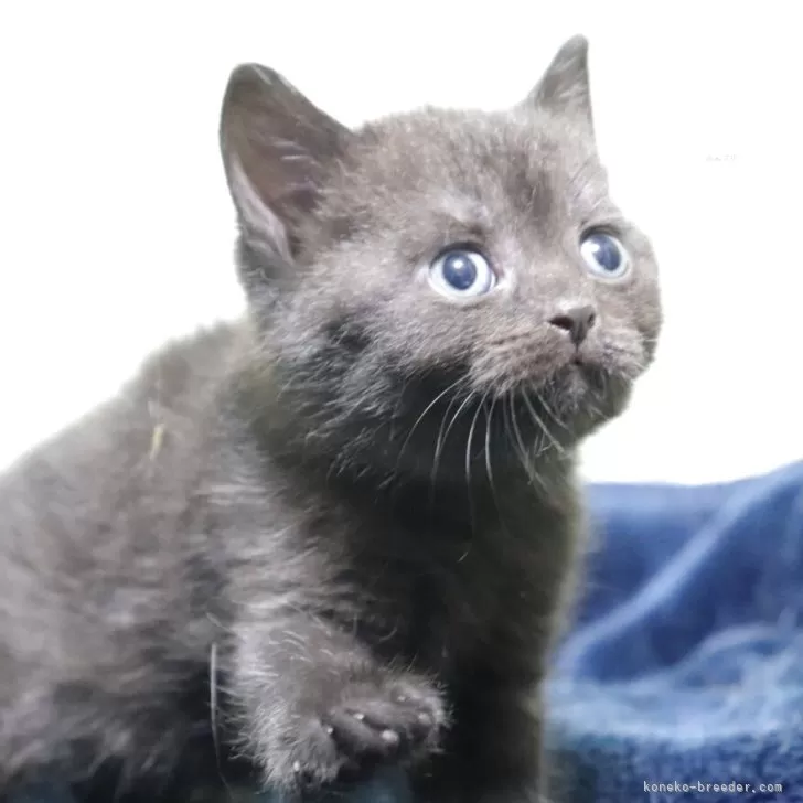 ID：2505-00622の子猫