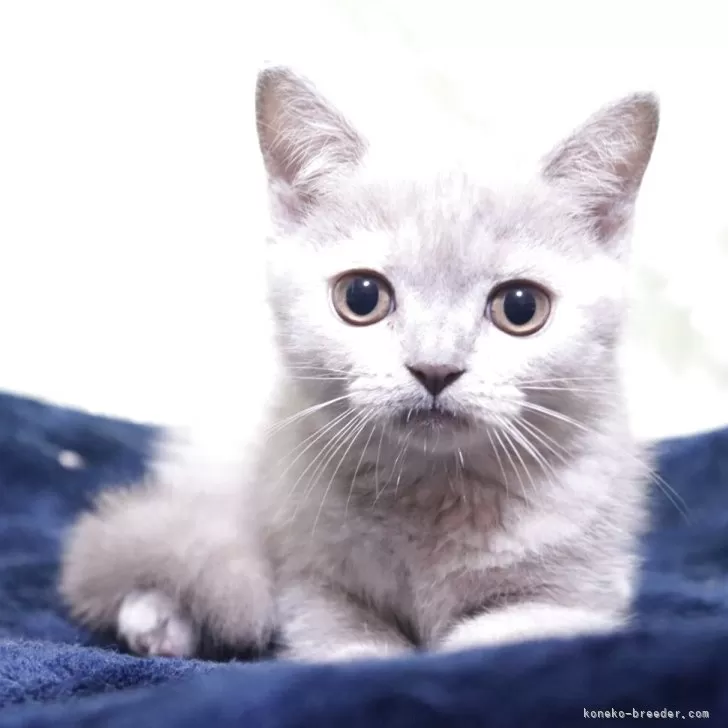 ブリティッシュショートヘア【愛知県・女の子・2025年7月24日・ライラックパッチドタビー】の写真1