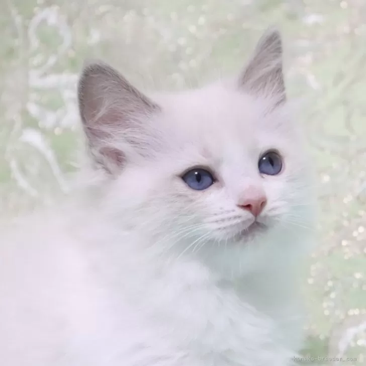 R.K 様のお迎えした子猫
