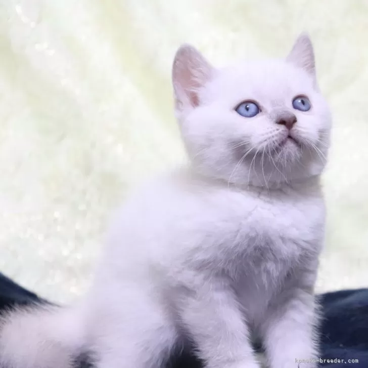 ID：2509-02261の子猫