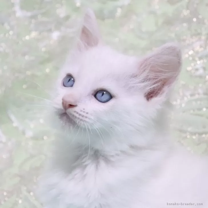 ID:2412-01664の子猫