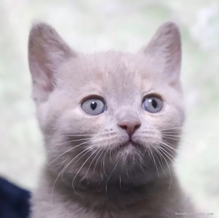 ID：2505-01114の子猫