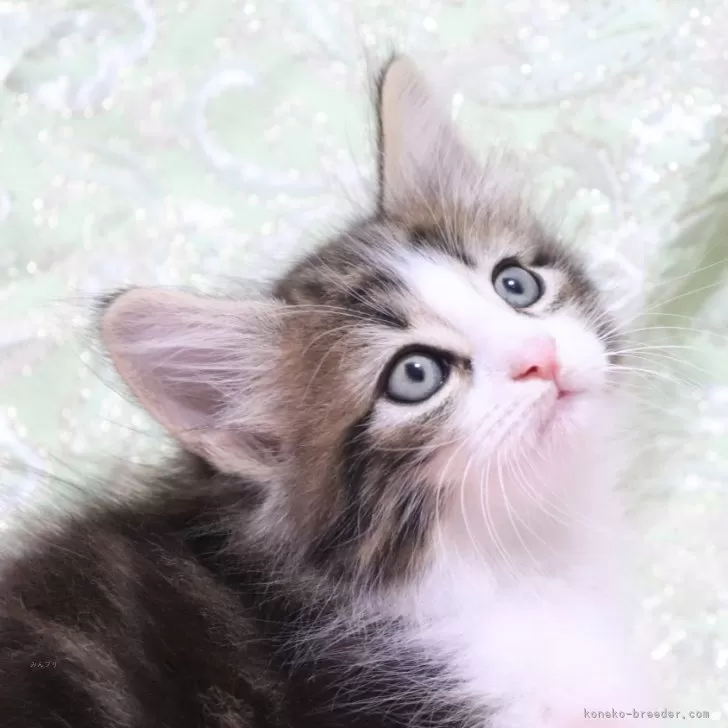 ID：2412-01896の子猫