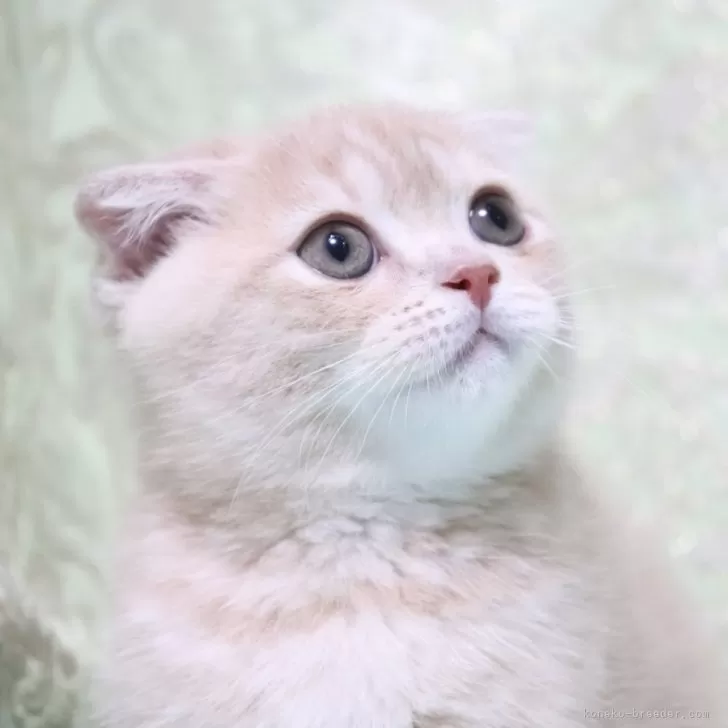 YK 様のお迎えした子猫