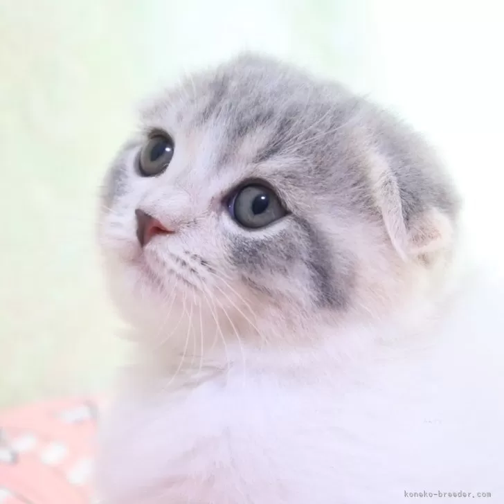 ID:2412-02434の子猫