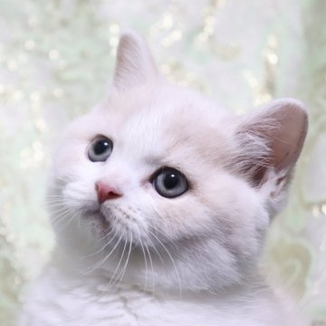 スコティッシュストレート【愛知県・男の子・2025年10月10日・クリームタビー&ホワイト(ショート)（ショート）】の写真「丸顔🌸まん丸ボディー🩵」