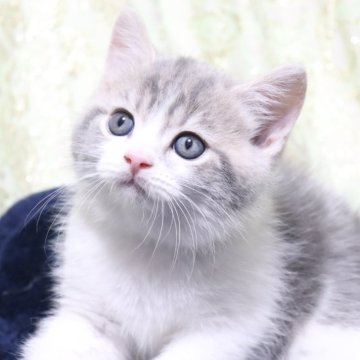 スコティッシュフォールド(立ち耳)【愛知県・男の子・2025年4月4日・ブルータビー&ホワイト(ショート)（ショート）】の写真「むちむち🌸早割限定価格
まん丸ボディー✨」