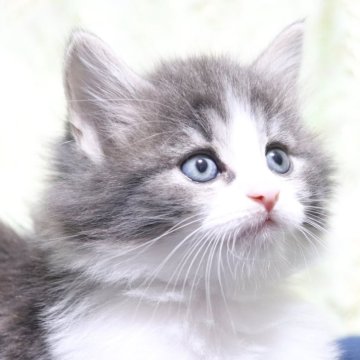 ノルウェージャンフォレストキャット【愛知県・女の子・2025年10月14日・ブルータビー&ホワイト（ロングヘアー）】の写真「人気カラーの美人さん🌸
甘えん坊🩵」