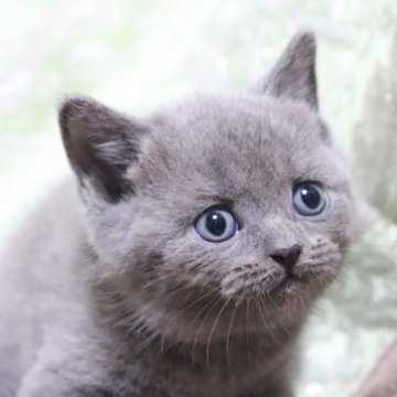 ブリティッシュショートヘア【愛知県・男の子・2025年3月29日・ブルー（ショート）】の写真「まん丸🌸
定番カラー🩵」