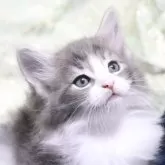 ノルウェージャンフォレストキャット