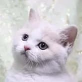 スコティッシュストレート