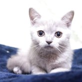 ブリティッシュショートヘア