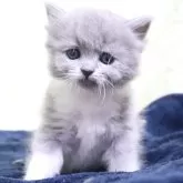 スコティッシュフォールド(立ち耳)