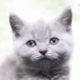 ブリティッシュショートヘア