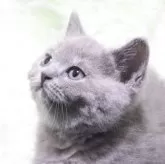 ブリティッシュショートヘア