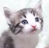 ノルウェージャンフォレストキャット