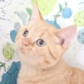 ブリティッシュショートヘア
