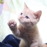 ブリティッシュショートヘア