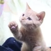 ブリティッシュショートヘア