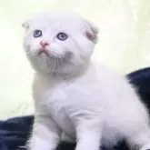 スコティッシュフォールド(折れ耳)