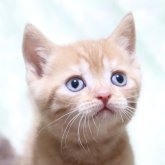 ブリティッシュショートヘア