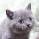 ブリティッシュショートヘア