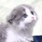 スコティッシュフォールド(折れ耳)