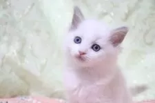 ラグドール【愛知県・女の子・2025年11月14日・ブルーポイントバイカラー】の写真2