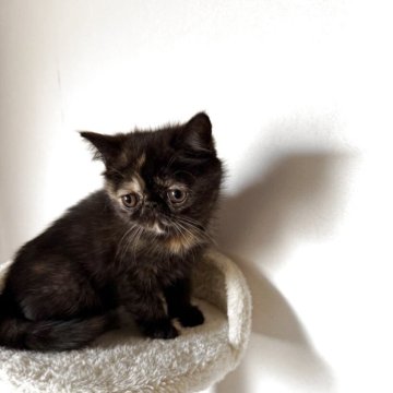 エキゾチックショートヘア【京都府・女の子・2025年8月25日・トーティー】の写真「まんまるおめめの女の子🎀甘えんぼさんです♡」