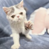 エキゾチックショートヘア