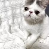 エキゾチックショートヘア