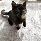 エキゾチックショートヘア