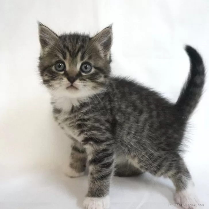 ID:2504-01048の子猫