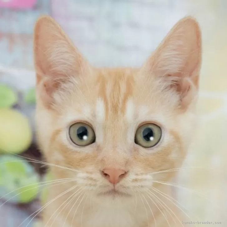 ID:2508-03025の子猫