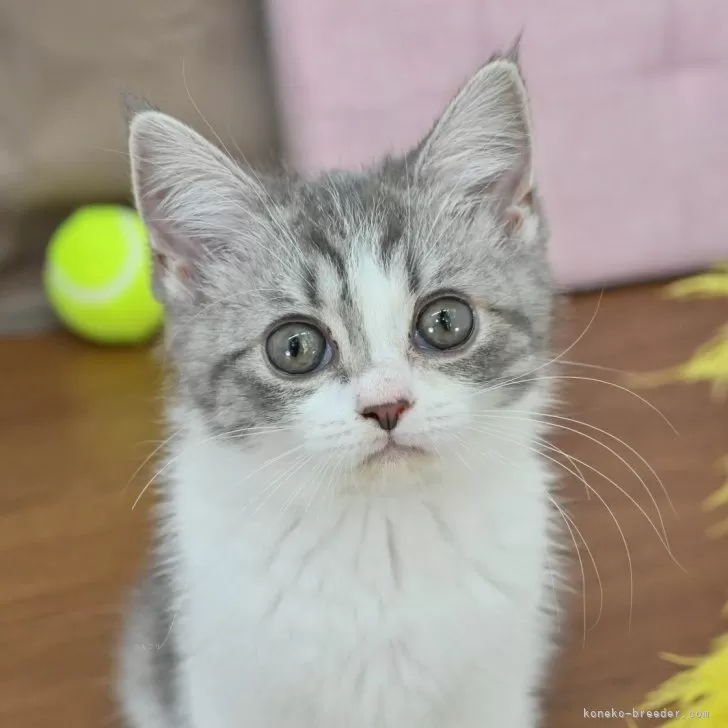 ID:2505-02343の子猫