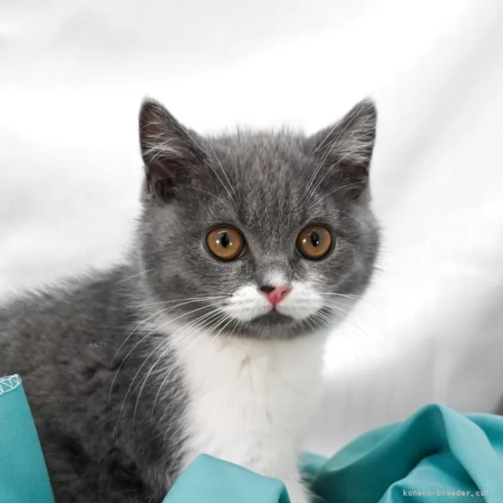 C.T 様のお迎えした子猫